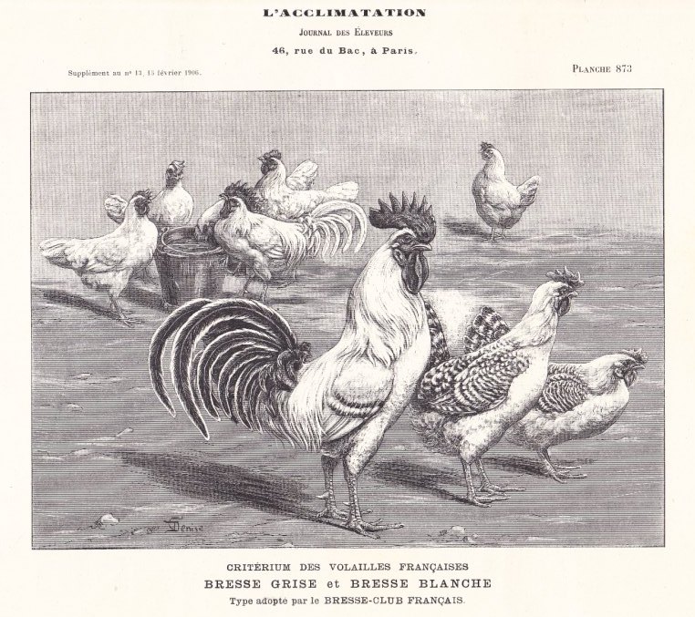 gray-and-white-standard